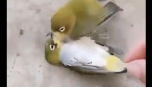 Heartbreaking Tale of Undying Love: Inseparable birds embrace death, united even in the afterlife