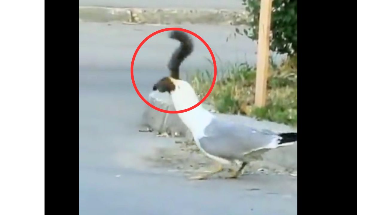 Video captures seagull devouring squirrel, revealing versatile feeding habits