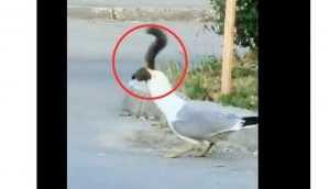 Video captures seagull devouring squirrel, revealing versatile feeding habits