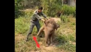 Hilarious Video Alert: Elephant calf unleashes epic side kick battle!