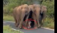 Amazing Video: Tight security for a newborn baby elephant