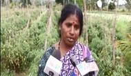 Tomatoes worth Rs 2.5 lakh stolen in Karnataka's Hassan