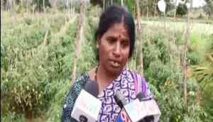 Tomatoes worth Rs 2.5 lakh stolen in Karnataka's Hassan