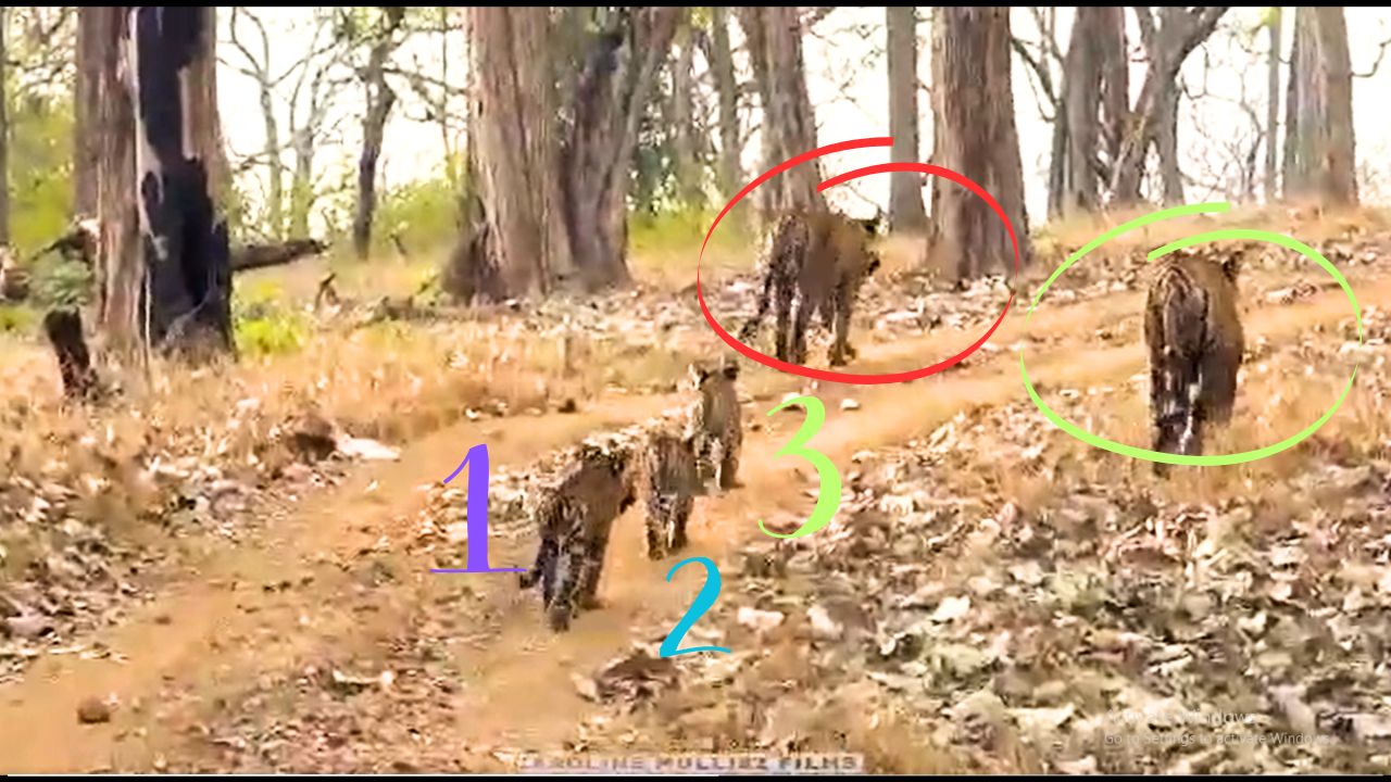 Rare Video: Father Tiger pitches in to raise cubs