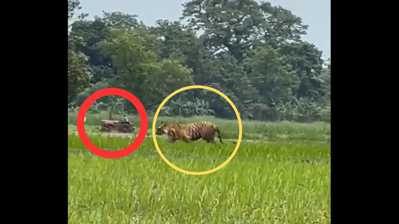 Tractors and Tigers: A Remarkable Coexistence