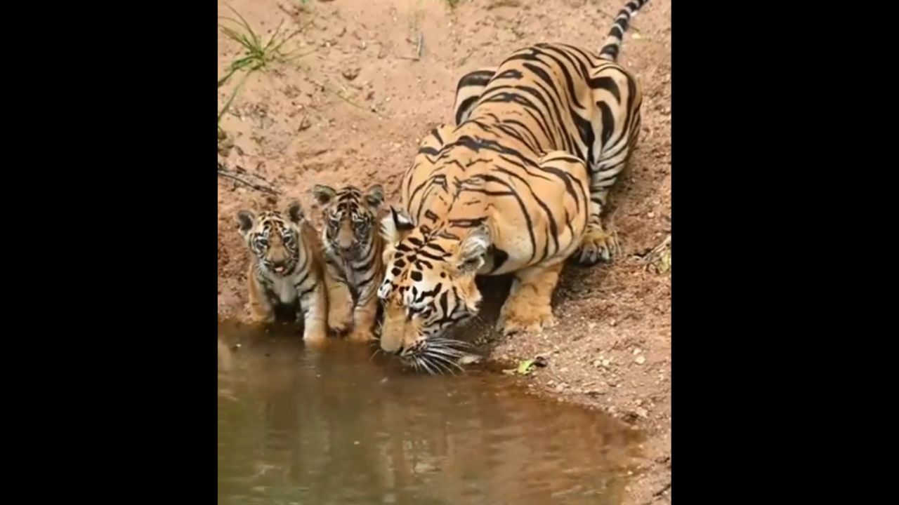 Video: Adorable Cubs Explore Waterhole Independence with Mother