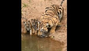 Video: Adorable Cubs Explore Waterhole Independence with Mother