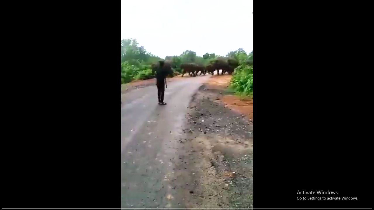 Ridiculous Crowd Behaviour: Dangerous Acts Threaten Elephant Herds