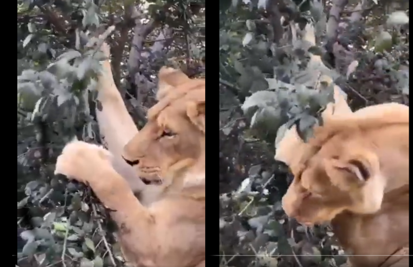 Amazing Video: Jaws drop as mighty lion unveils a vegetarian side
