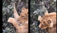 Amazing Video: Jaws drop as mighty lion unveils a vegetarian side