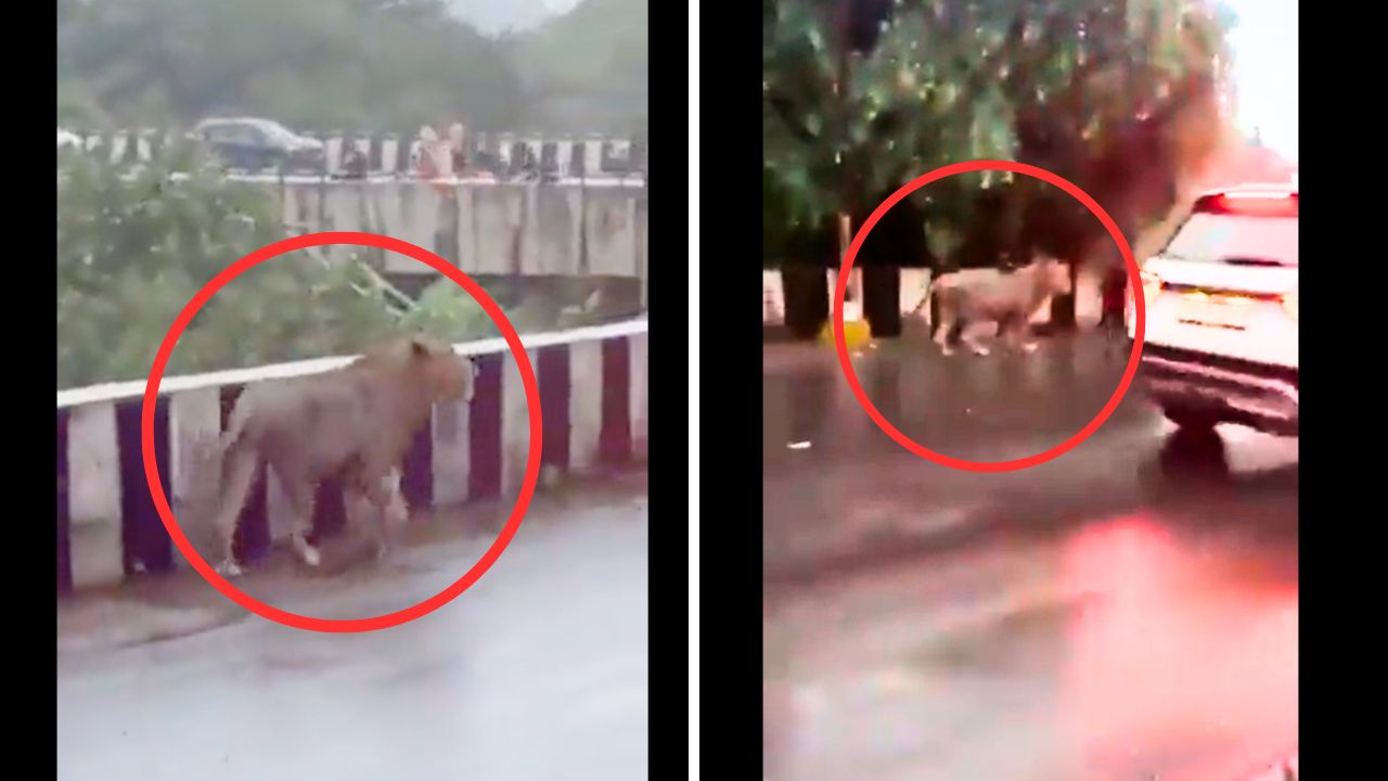 Roaming Majesty: Lion Fearlessly Strolls on City Flyover During Rainy Rush Hour