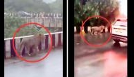 Roaming Majesty: Lion Fearlessly Strolls on City Flyover During Rainy Rush Hour