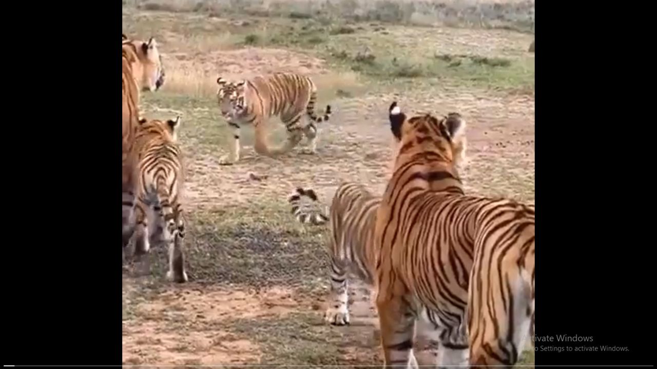 Nature's Ingenious Art: The Surprising Role of Tiger's Vertical Stripes in the Wild