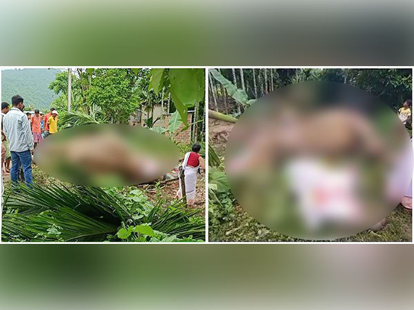 Assam: Three wild elephants die of electrocution in Kamrup