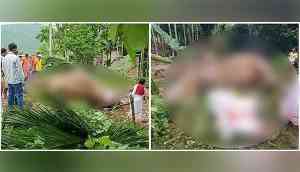 Assam: Three wild elephants die of electrocution in Kamrup