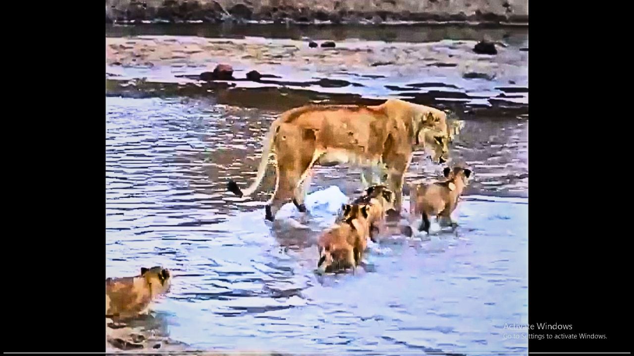 Video: How mother transforms cubs into mighty lions