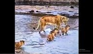 Captivating Wildlife Moment: Mother lioness leads her cubs across water, showcasing unbreakable bond