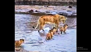 Captivating Wildlife Moment: Mother lioness leads her cubs across water, showcasing unbreakable bond