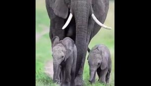 Double the Joy: Rare Video Captures Elephant Twins Walking with Their Mother