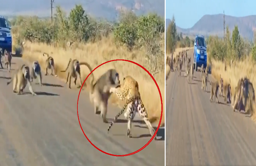 Video: Unity is strength, leopard gets a quick lesson!