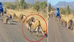 Remarkable Wildlife Encounter: Baboons thwart leopard's hunt 