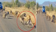 Amazing Video: Baboons unite to foil leopard's hunt