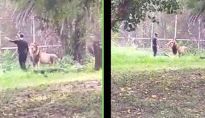 Bizarre: Man enters lion's cage after a few drinks, lion's confusion captured on video