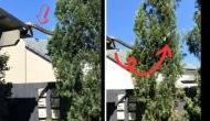 Frightening Yet Fascinating: Massive Python's Terrifying Rooftop-to-Tree Journey