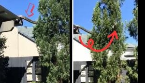 Frightening Yet Fascinating: Massive Python's Terrifying Rooftop-to-Tree Journey