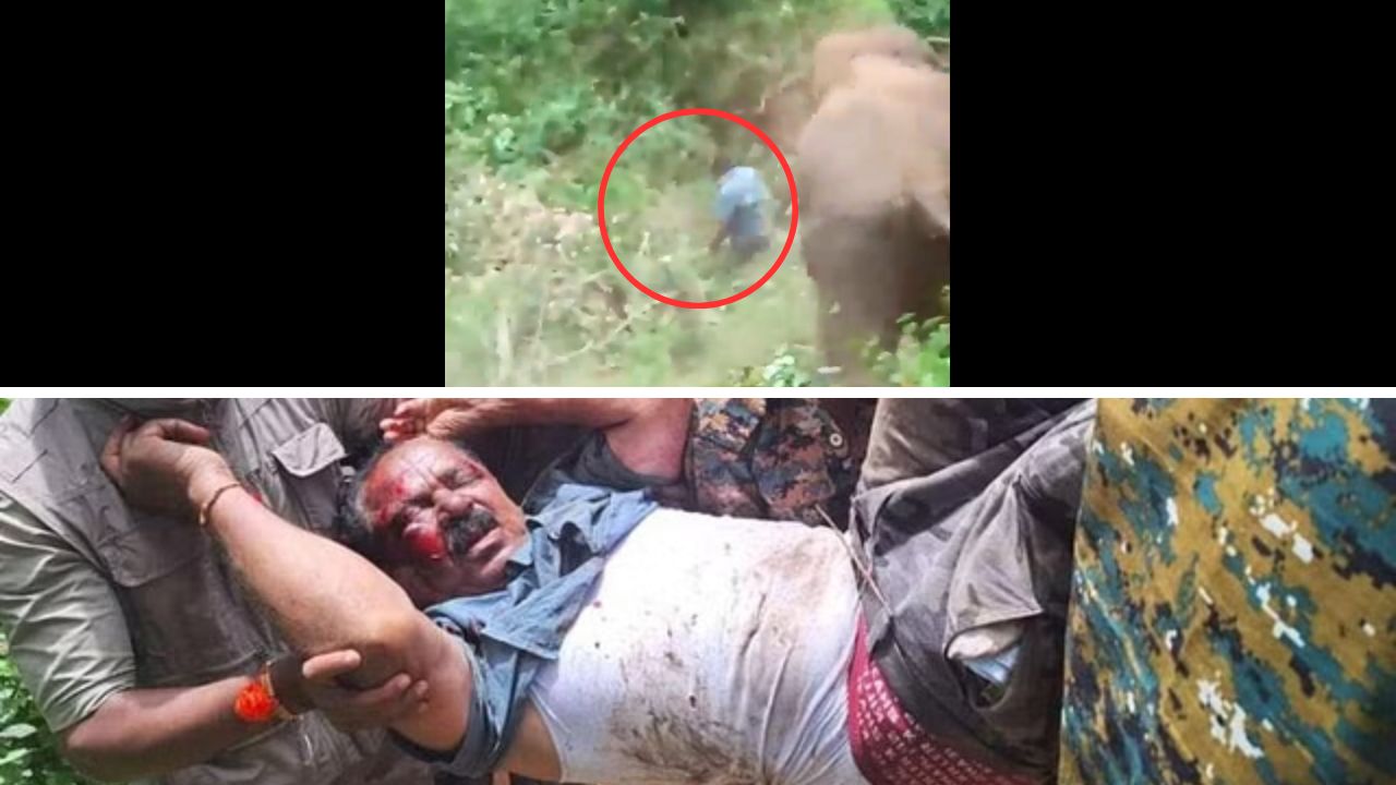 Scary Video: Tranquillizer dart fired at elephant annoys it; 'Aane' Venkatesh dies in attack
