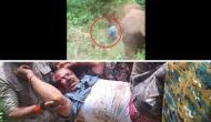 Scary Video: Tranquillizer dart fired at elephant annoys it; 'Aane' Venkatesh dies in attack