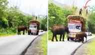 Funny Video: Elephants Make Sugarcane the New Toll Currency in Jungle