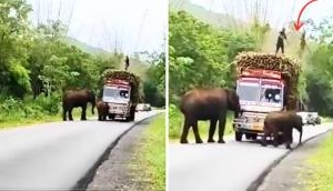 Funny Video: Elephants Make Sugarcane the New Toll Currency in Jungle