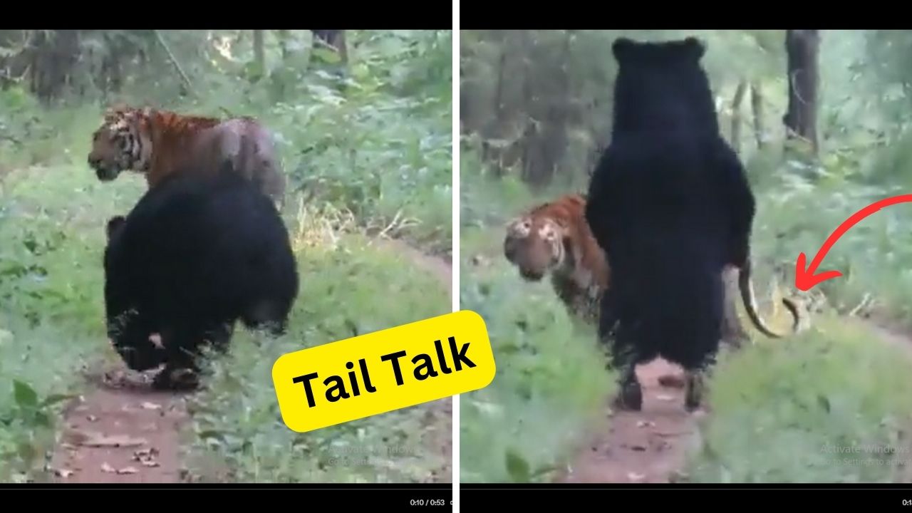 Tail Signals: The Astonishing Non-Verbal Exchange Between Tiger and Bear