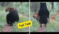 Video: Astonishing Silent Dialogue Between Tiger and Bear