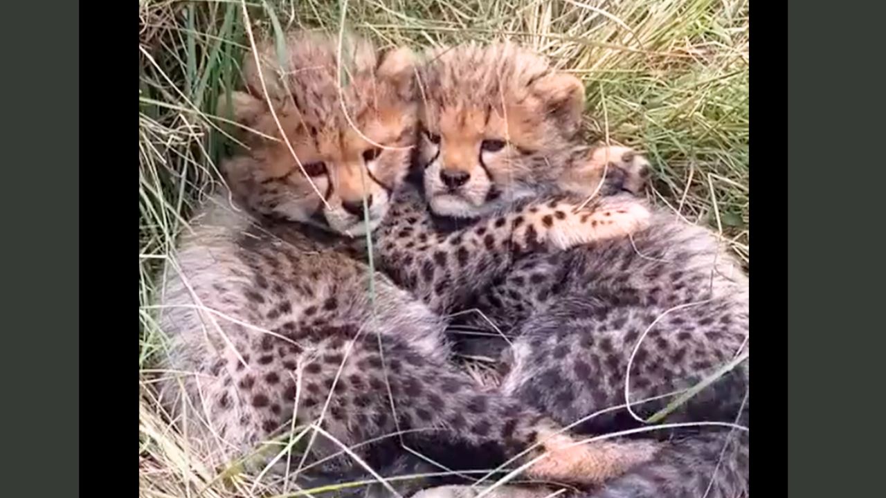 Mirror Image Cubs: Baby Cheetahs Embrace in a Heartwarming Display
