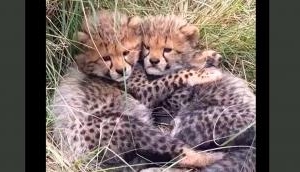 Mirror Image Cubs: Baby Cheetahs Embrace in a Heartwarming Display