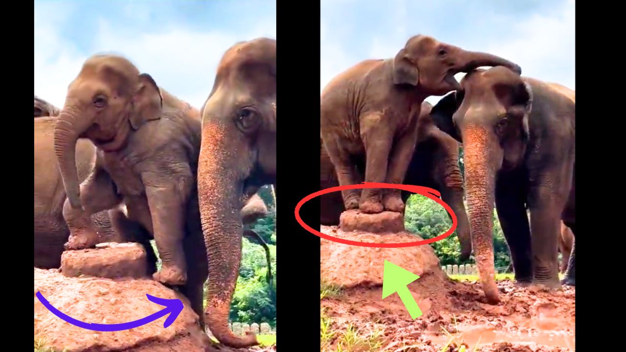 Watch the Elephant Calf's Playful Extravaganza: A Viral Delight