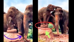 Watch the Elephant Calf's Playful Extravaganza: A Viral Delight
