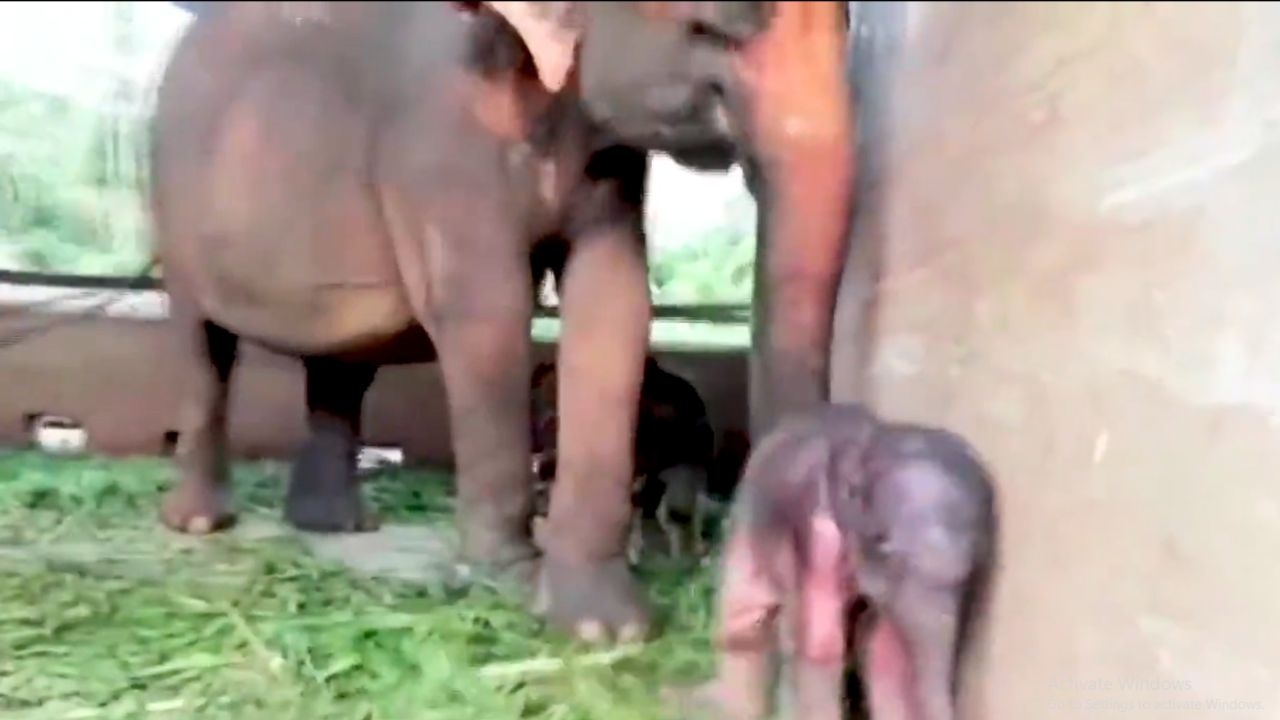Amazing Video: Newborn Elephant Twins Take Their First Steps
