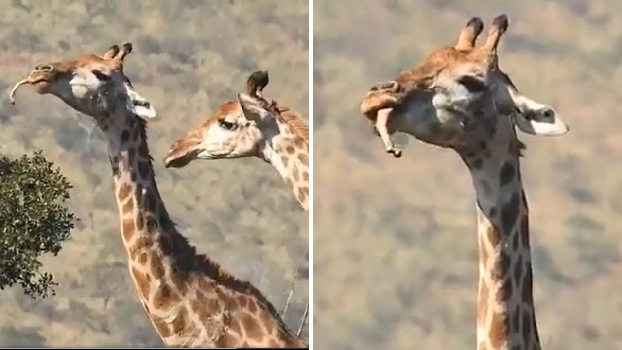 Giraffes: Nature's Herbivores with an Intriguing Bone-Chewing Behaviour