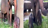 Amazing Video: Newborn Elephant Twins Take Their First Steps