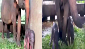 Amazing Video: Newborn Elephant Twins Take Their First Steps