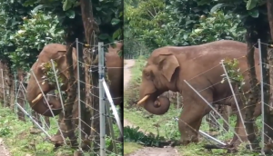 Elephants Shine: Witness Problem-Solving Brilliance in Action!