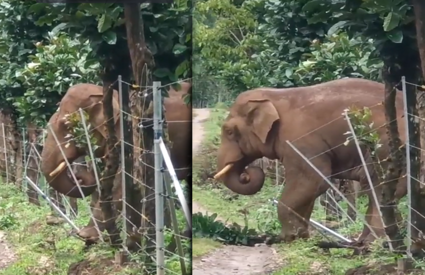 Elephants Shine: Witness Problem-Solving Brilliance in Action!