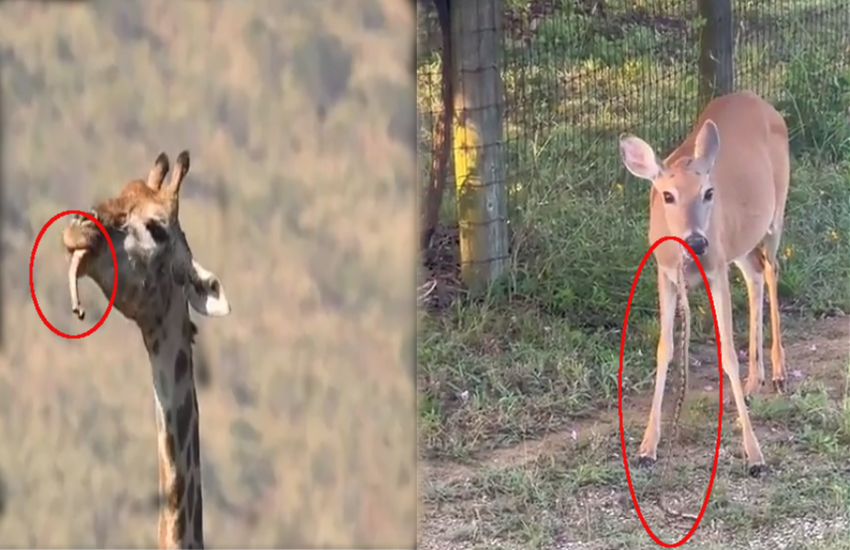 Giraffes: Nature's Herbivores with an Intriguing Bone-Chewing Behaviour