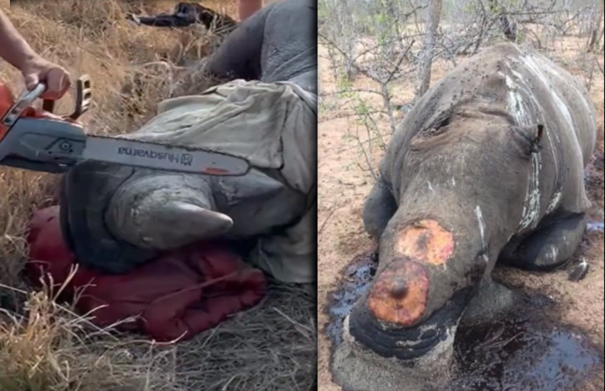 Rhino Dehorning: A Drastic Move to Save Them