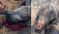 Rhino Dehorning: A Drastic Move to Save Them