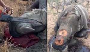 Rhino Dehorning: A Drastic Move to Save Them