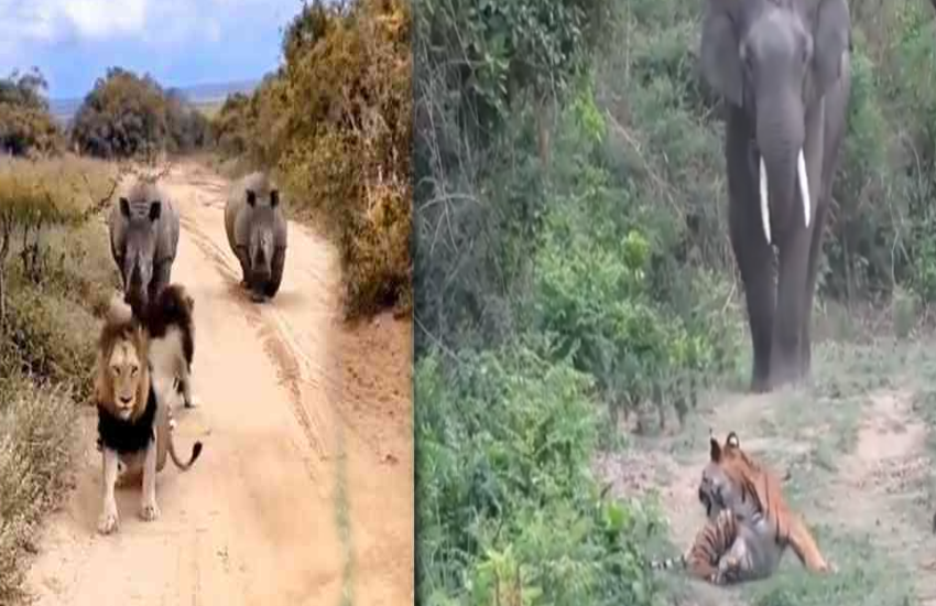 Choose Your Battles: A Lesson in Humility from the Animal Kingdom